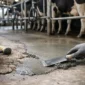 how to fix worn dairy shed concrete featured 85x85
