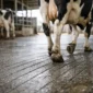 how to improve cattle traction on concrete featured 85x85