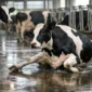 why do cows slip indoors featured 85x85