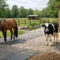 hoof friendly yard design guide for safer stock featured 85x85